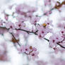 Purple-leaf Plum