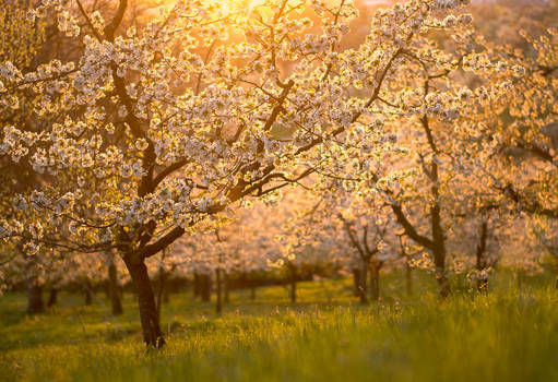 Cherry Blossoms in the Sunset