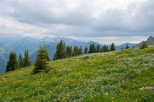 Flowering Alpine Meadow