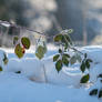 Frosty Morning