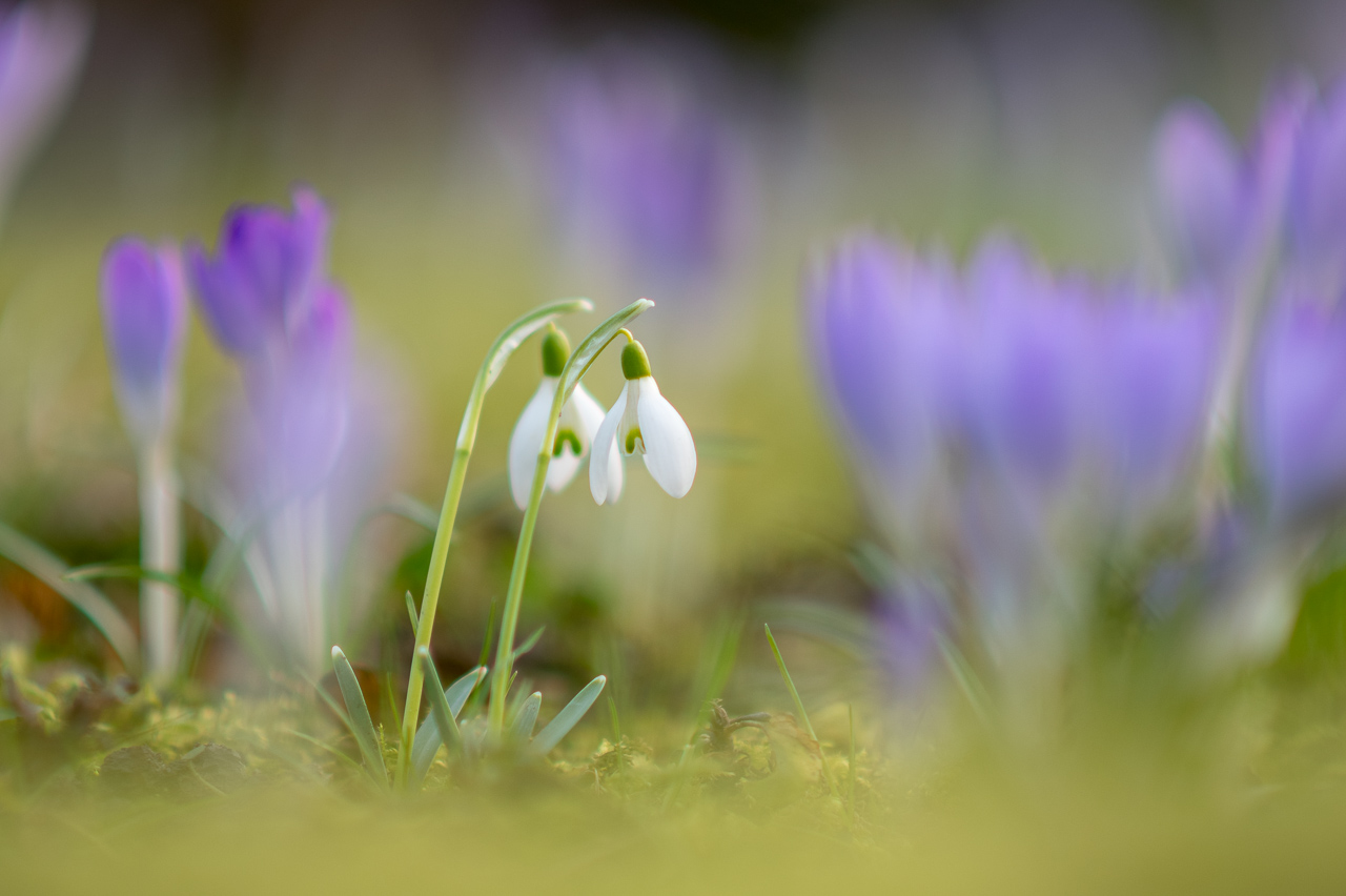 Snowdrops