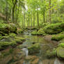 Little Creek in the Black Forest
