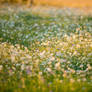 Wildflowers in the Sunset