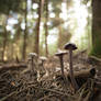 Mushrooms in the Black Forest