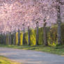 Japanese Cherry Tree Alley