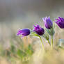 Pasque Flowers