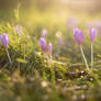 Autumn Crocuses