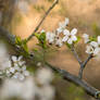 Wild Plum Blossoms in the Sunset