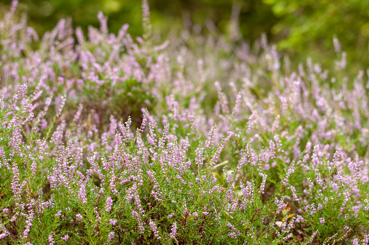 Heather Flower by enaruna on DeviantArt