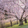 Japanese Cherry Trees