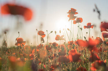 Poppy Field