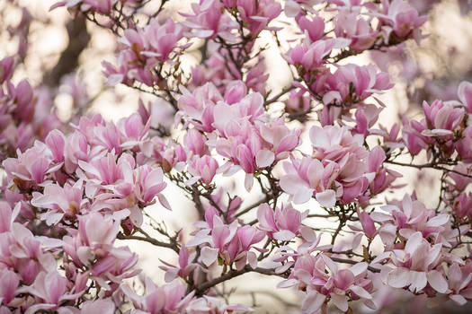 Flowering Magnolia
