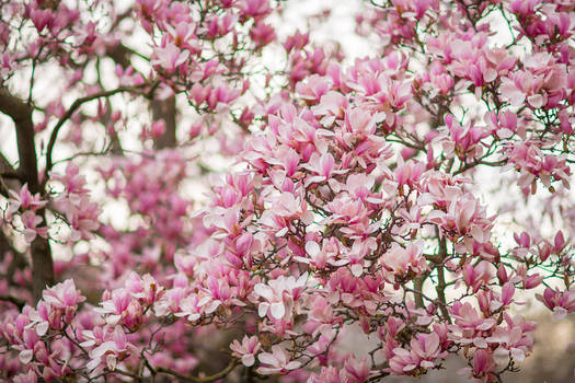 Flowering Magnolia
