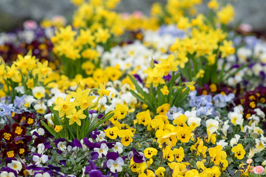 Little Daffodils and Pansies