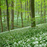 Flowering Wood Garlic