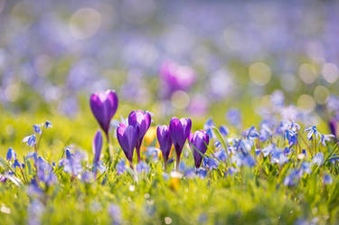 Crocuses