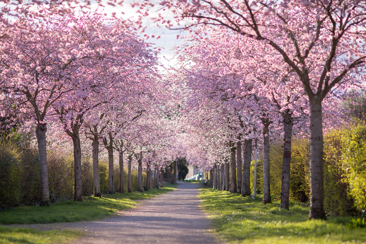 Japanese Cherry Tree Alley