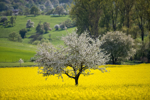 Flowering Tree