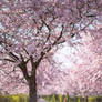 Cherry Trees