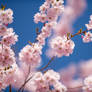 Cherry Blossoms