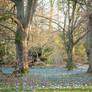 Spring in the fairytale forest