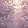 Cherry Trees