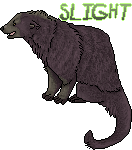 binturong