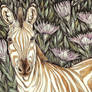 Zebra in the Proteas