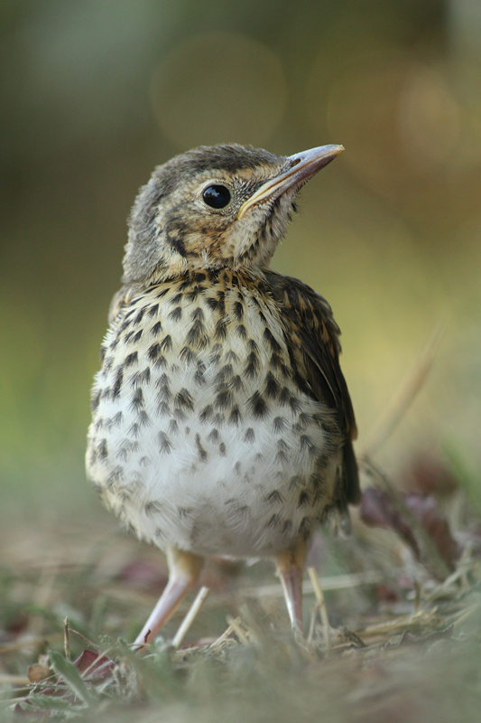 song thrush