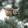 crested tit