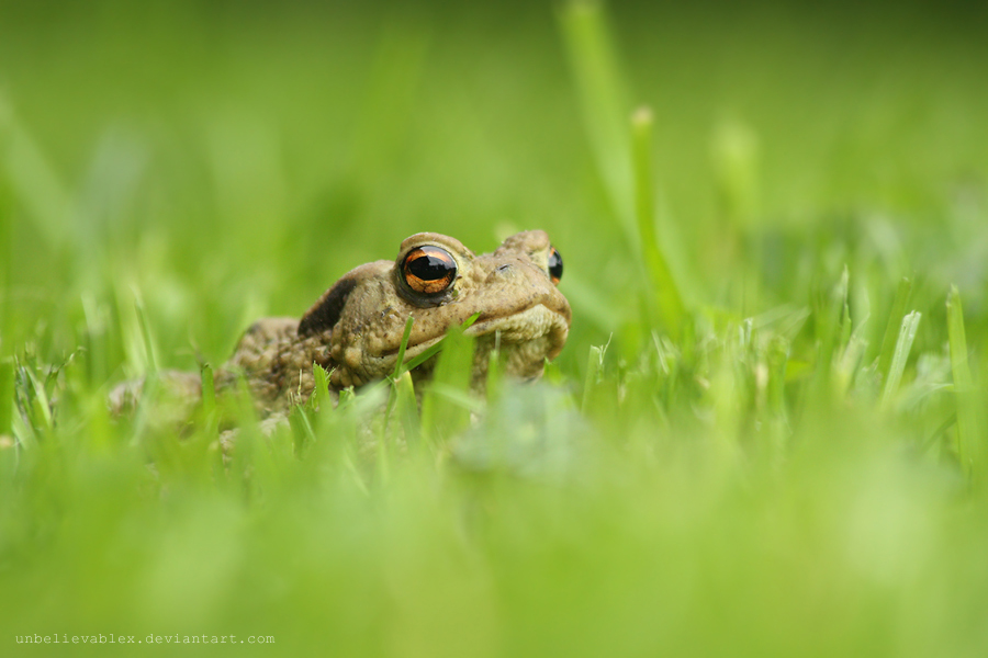 TOAD