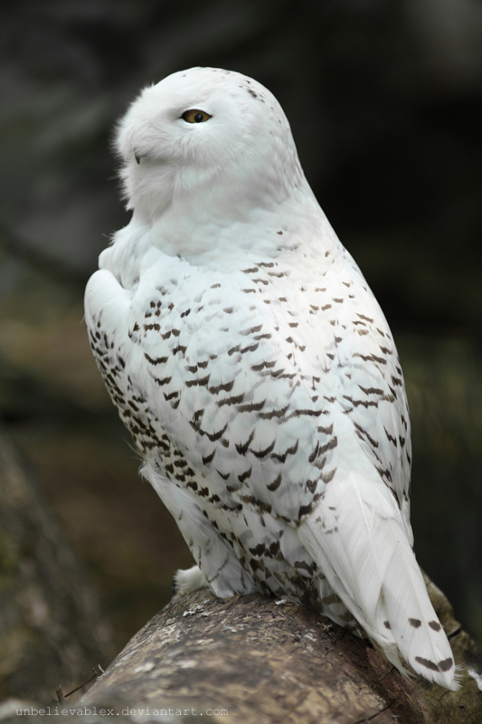 Hedwig