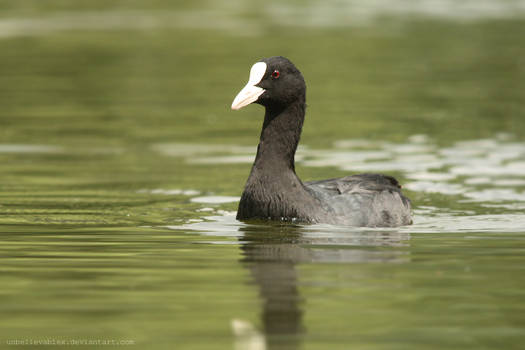 Coot