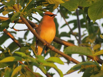 Cedar Waxwing