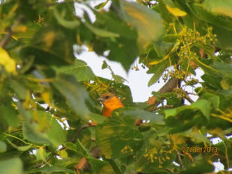 Oriole, Hidden