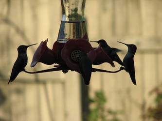 Hummingbirds