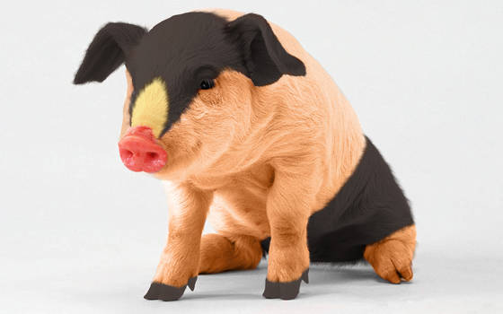 Real Tepig