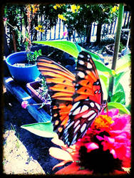 garden butterfly