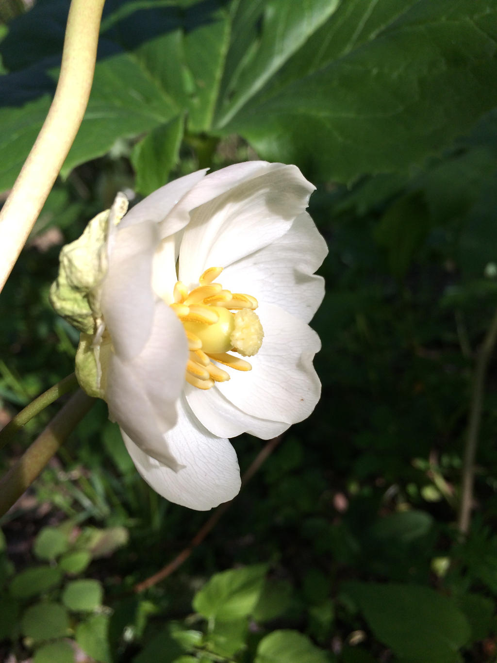 White Blossom