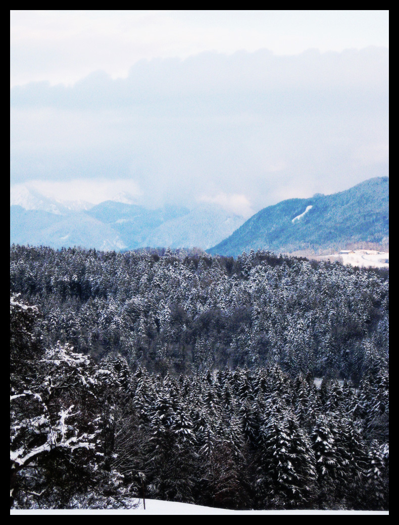 White Forest