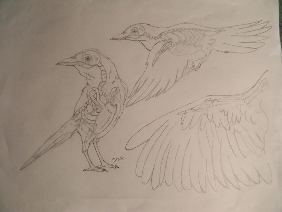 Crow Dissection Crow Anatomy Study by XSiLeNtLy-ScReAmInGX on DeviantArt