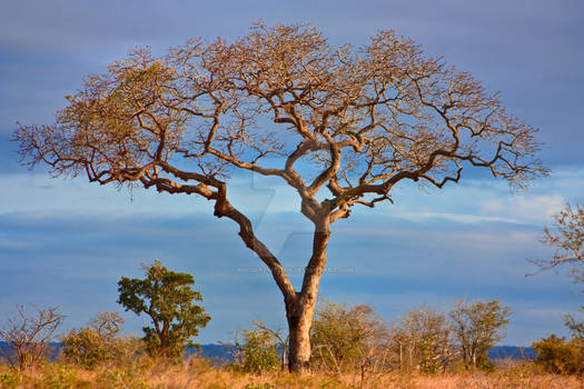 Kruger Scenery I - Exclusive HDR