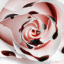 Bleeding Rose