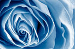 Blue Rose Macro