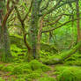 Emerald Forest - Killarney National Park