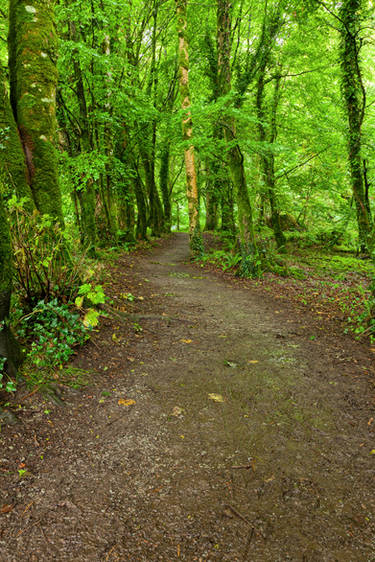 Killarney Forest Trail I