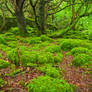 Killarney Forest II