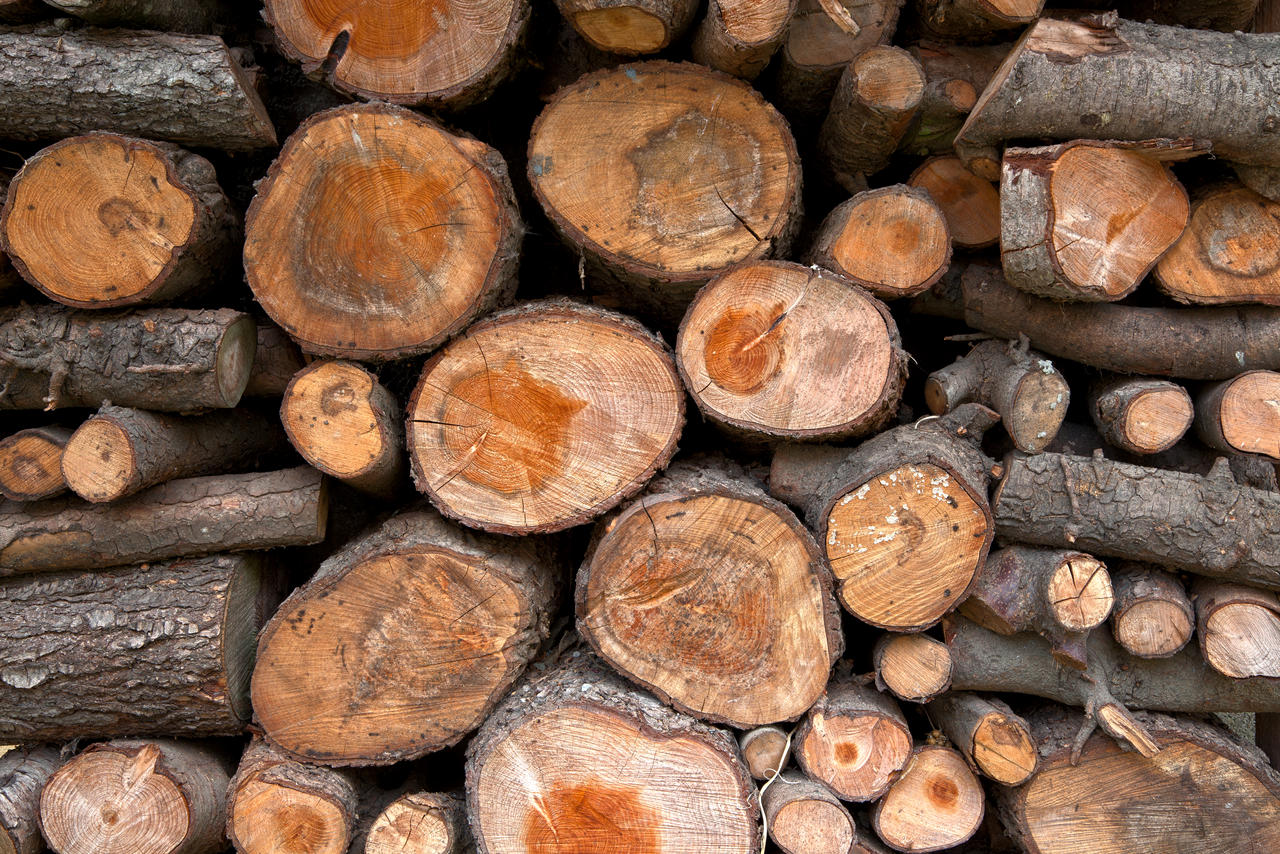 Wood Logs by boldfrontiers