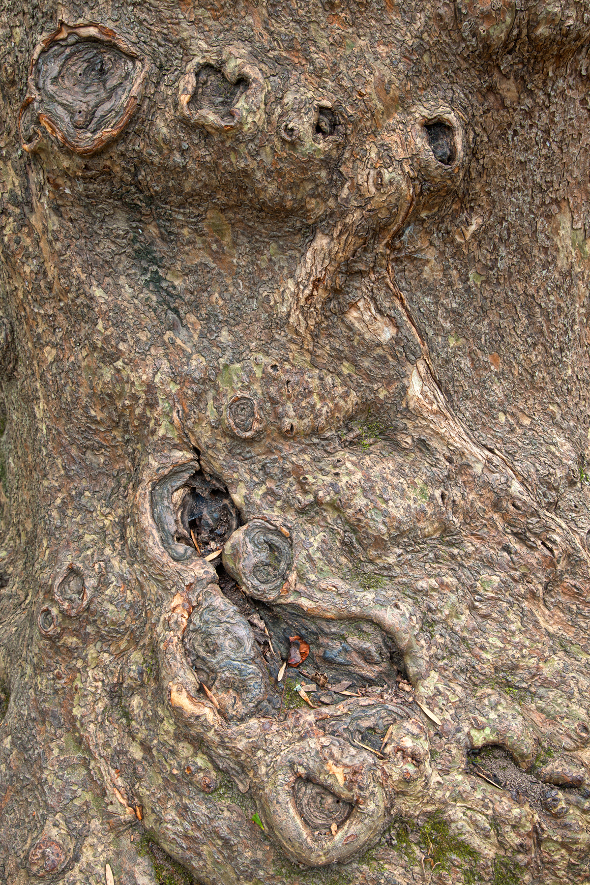 Gnarled Wood I - HDR