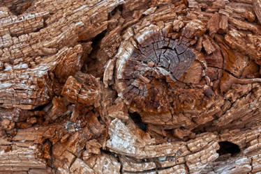 Cracked Wood